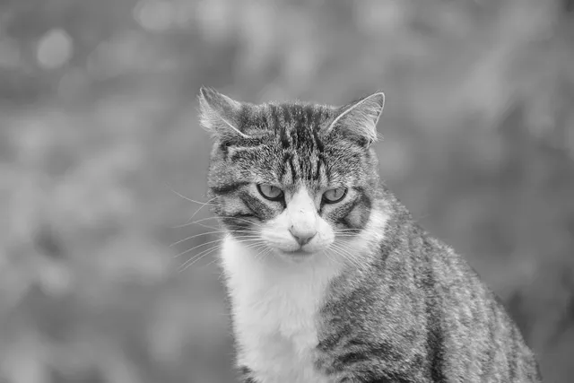 portrait_2020-07