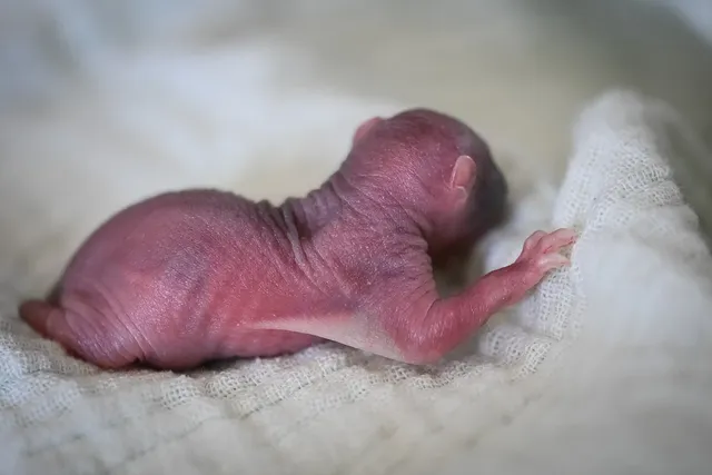newborn_2020-18