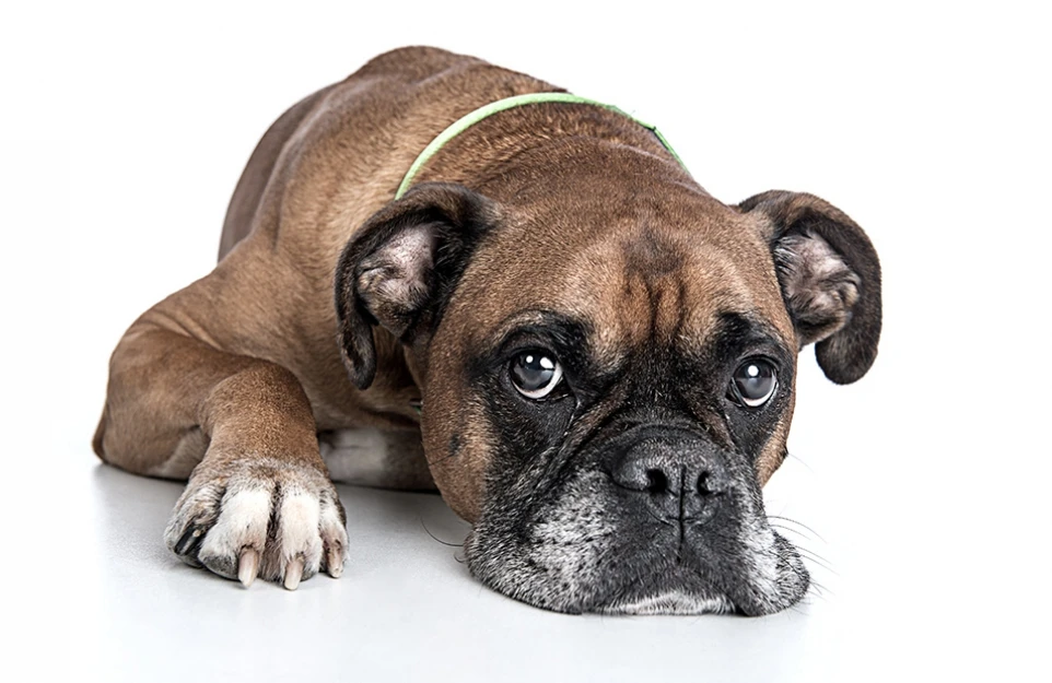 hund_12