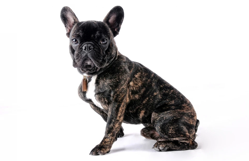 hund_07