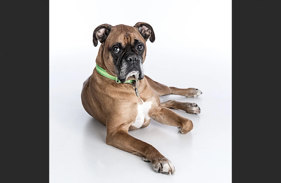 hund_11