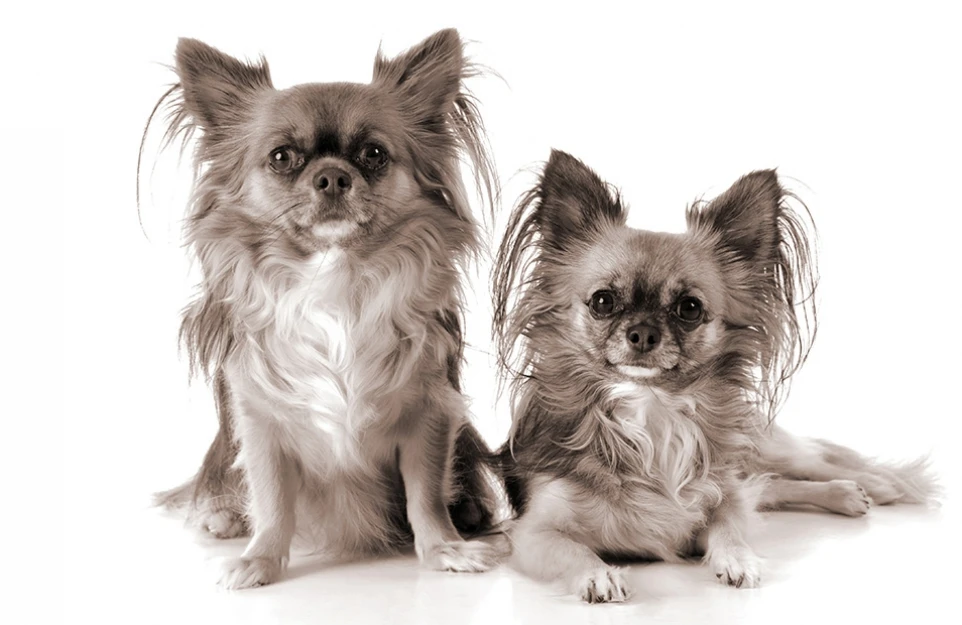 hund_05