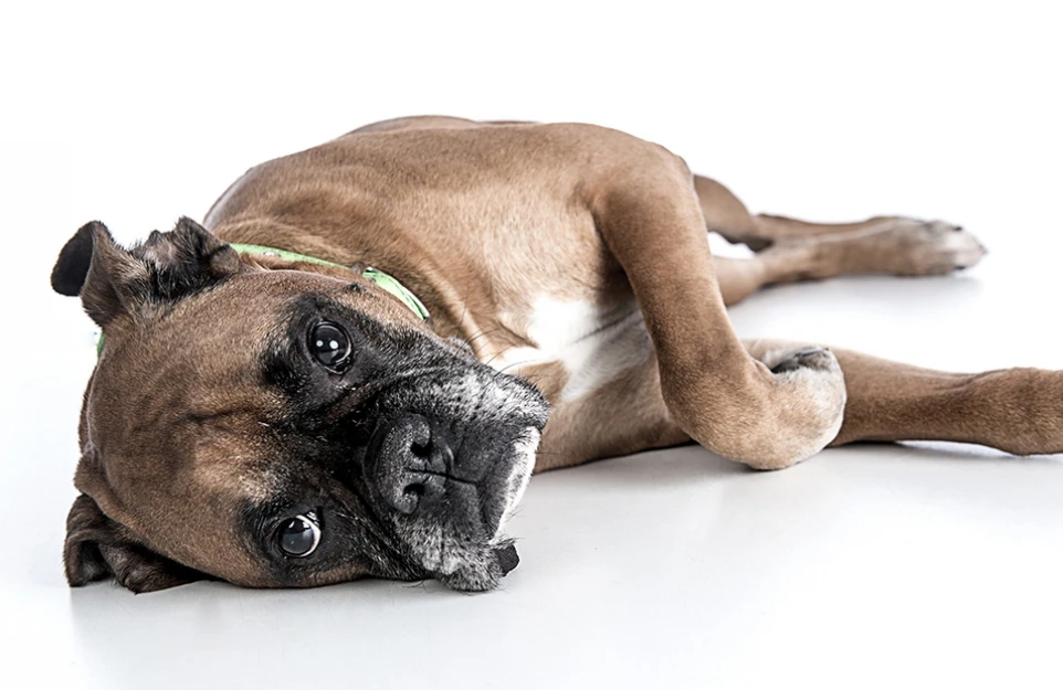 hund_06