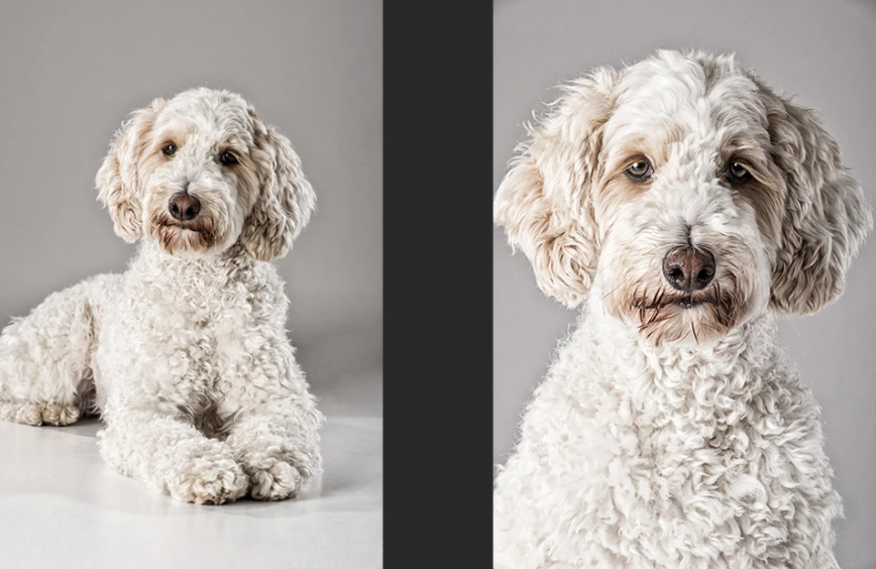 hund_10