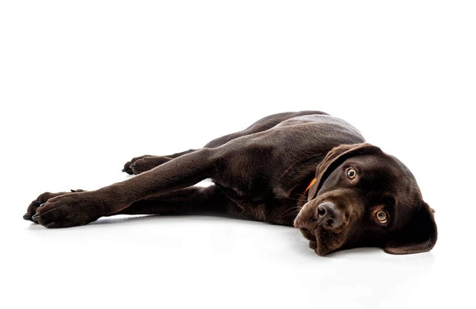 hund_04
