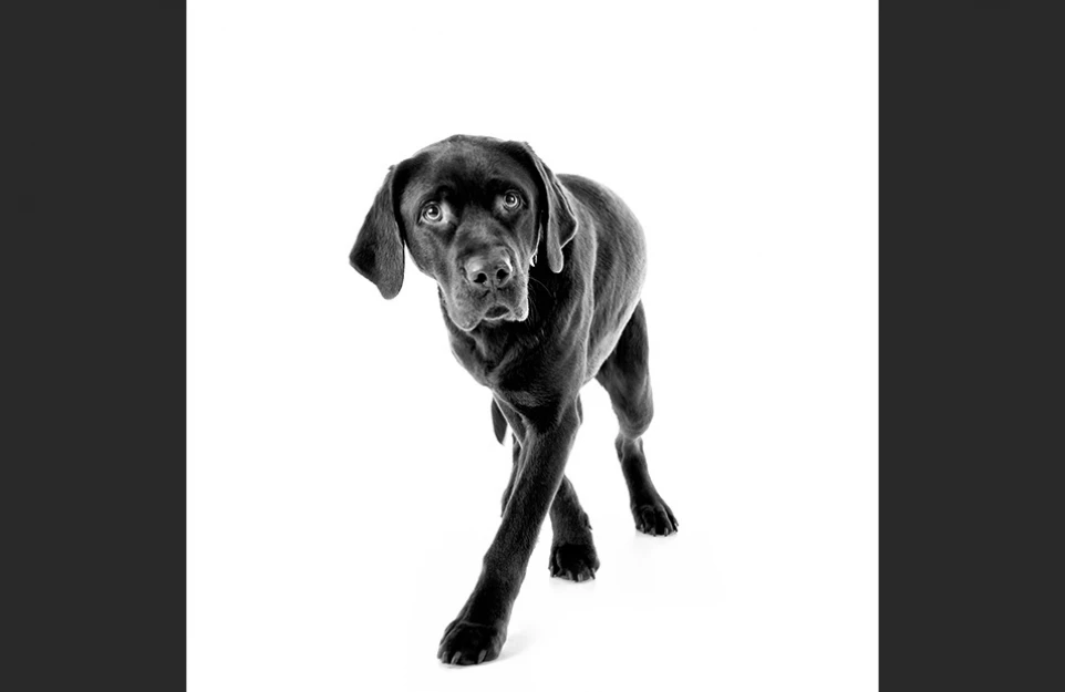 hund_01