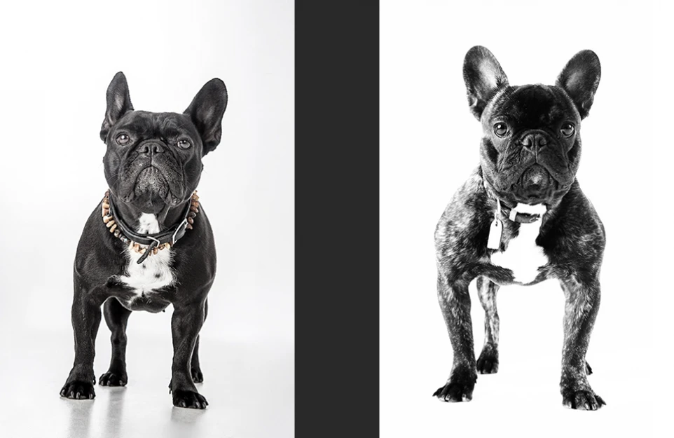 hund_08