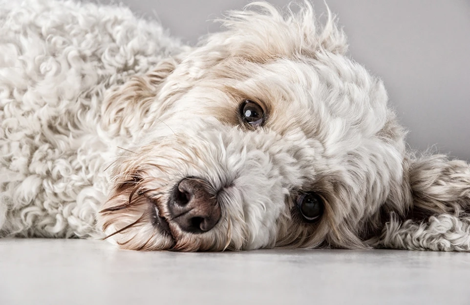 hund_09
