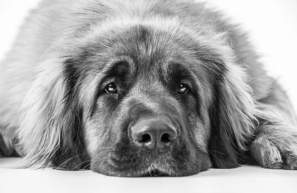 hund_03