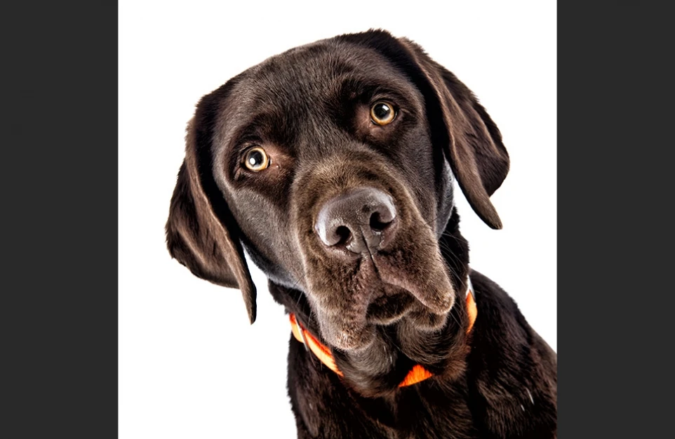 hund_02